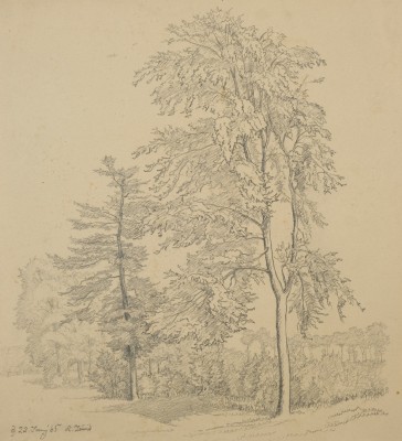 Zünd, Robert (1827-1909) Bäume, 1865, Bleistiftzeichnung auf Papier.