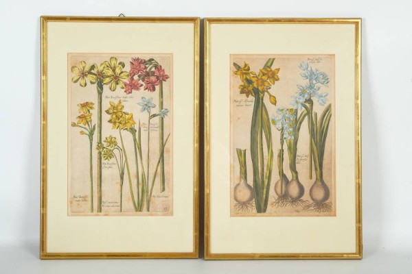 NARZISSEN zwei wunderschön colorierte Stahlstiche, zwei Seiten aus einer botanischen Publikation; Platte 27x17cm; PP, R