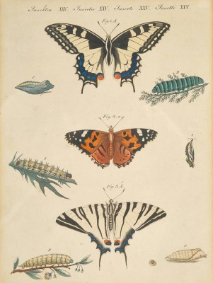 INSEKTEN, Farblithografie mit Darstellungen von drei bekannten Arten von Schmetterlingen in ihren Entwicklungsstadien; Fig.1 zeigt den Schwalbenschwanz, Fig. 2 Den DIstelvogel und Fig. 3 den Segelvogel, Platte 23x17cm; PP, R