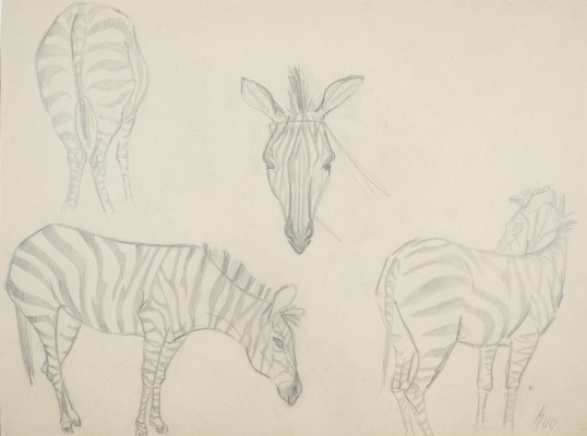 Hug, Fritz (1921-1989) Zebrastudien, Bleistiftzeichnung. Verschiedene Perspektiven von Zebras.