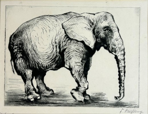 Stichling, Friedrich (geboren 1884) Elefant, Kaltnadelradierung.